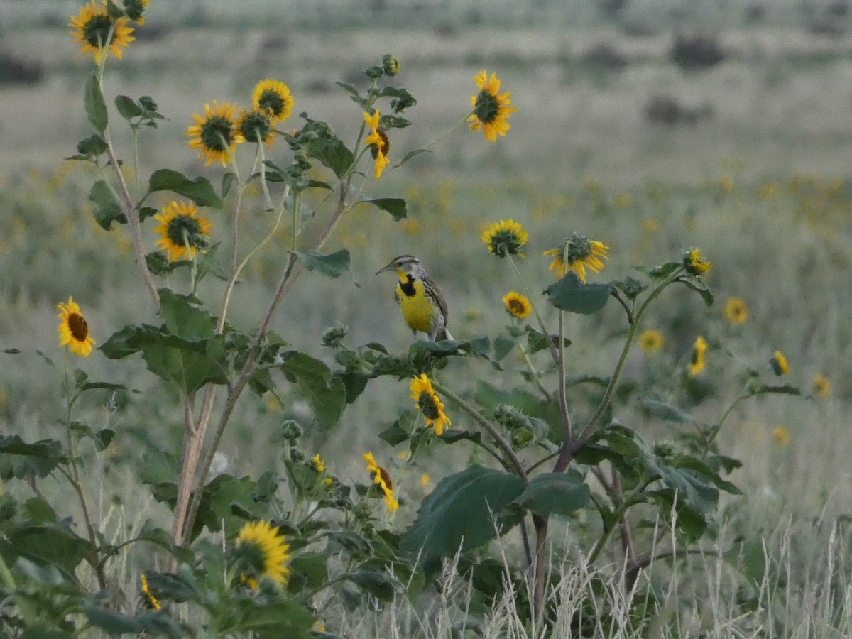 Western Meadowlark - ML638292776