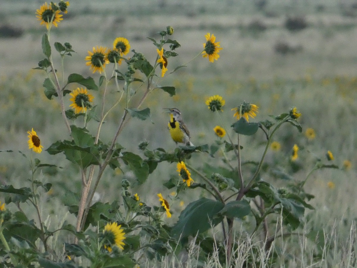 Western Meadowlark - ML638292777