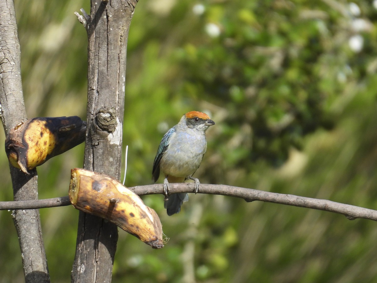 Scrub Tanager - ML638292778