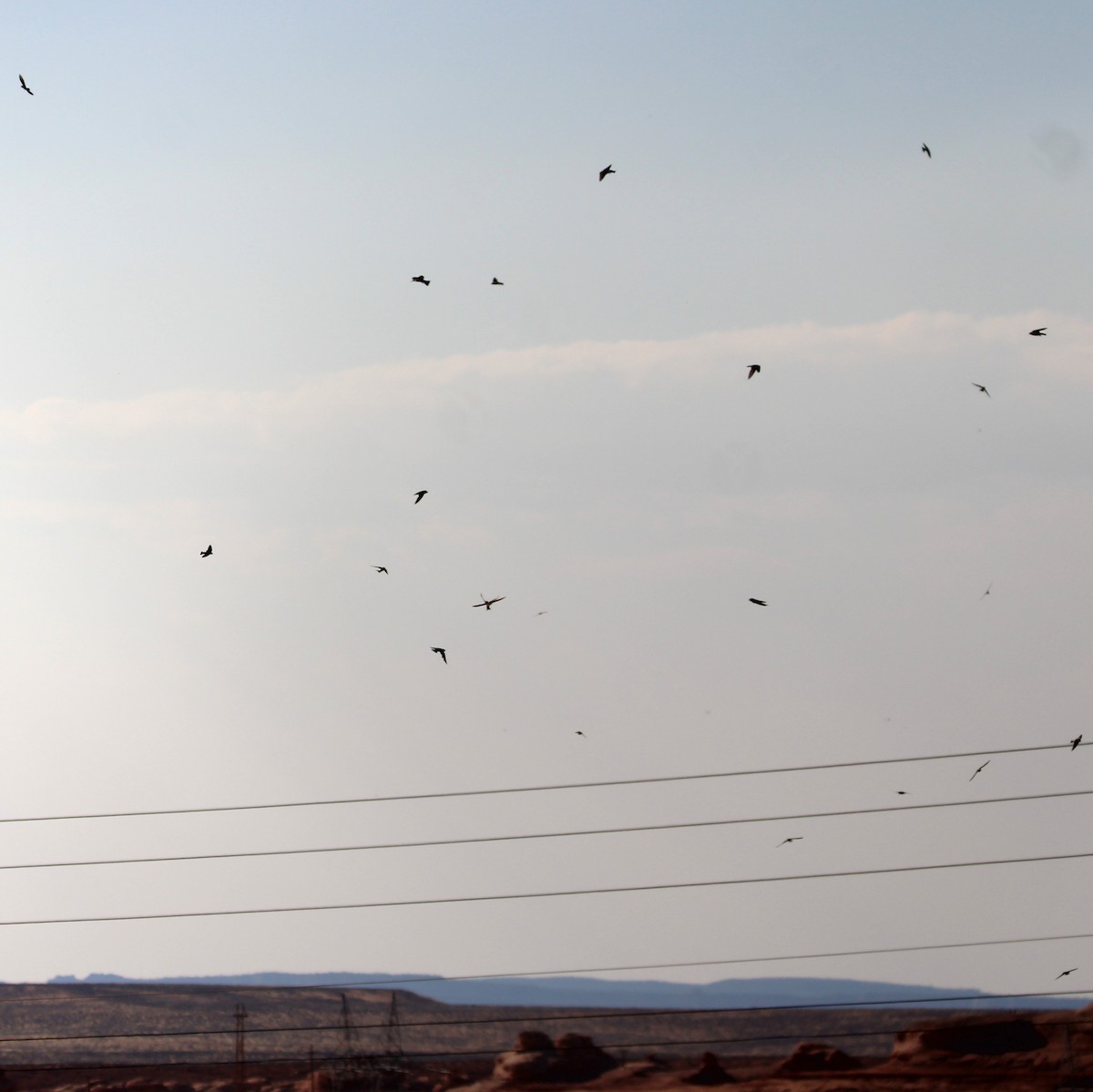 swallow sp. - ML638292780