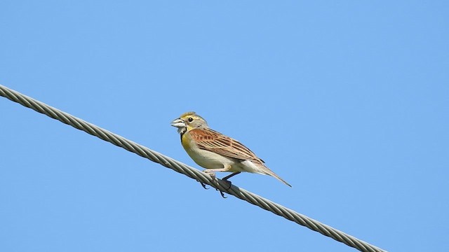 Dickcissel - ML638292782