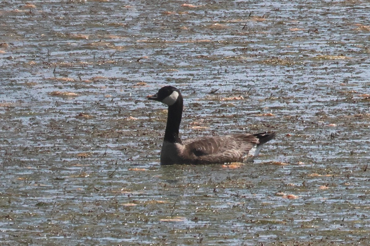 Cackling Goose - ML638292784
