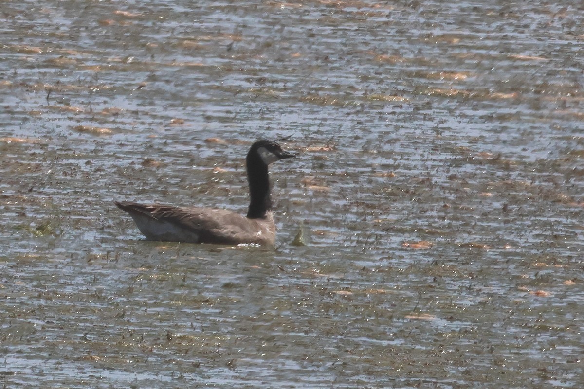 Cackling Goose - ML638292785