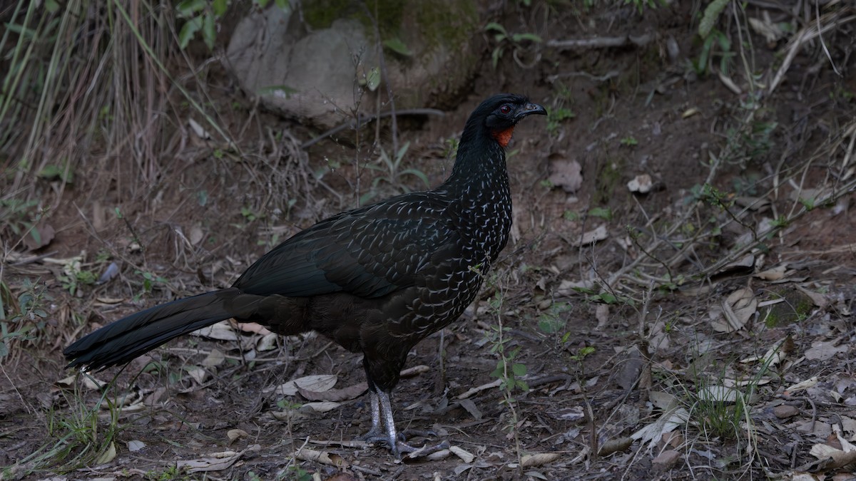 Dusky-legged Guan - ML638292804