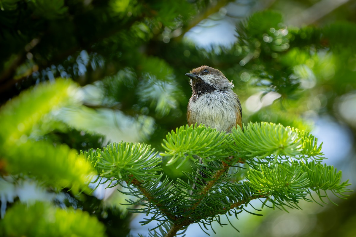 Boreal Chickadee - ML638292809