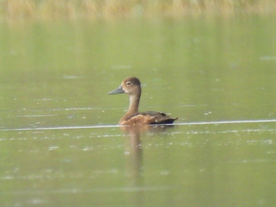 Ring-necked Duck - ML638292811