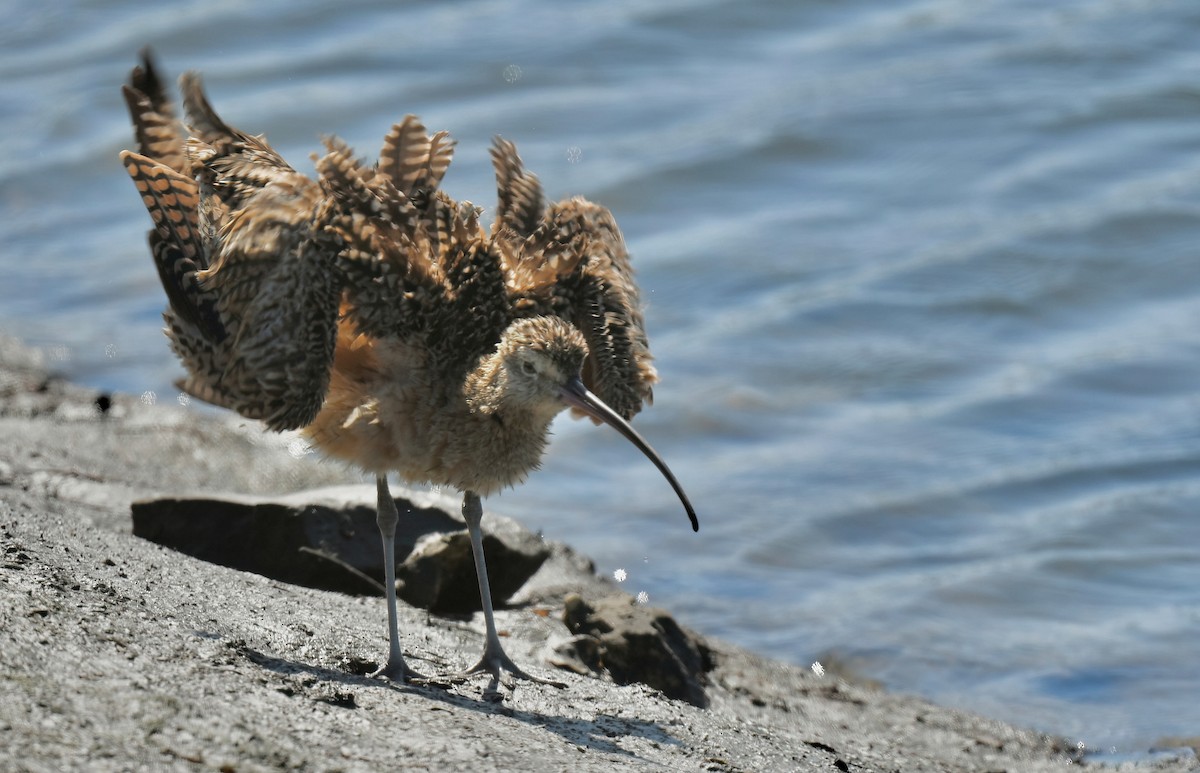 Long-billed Curlew - ML638292813