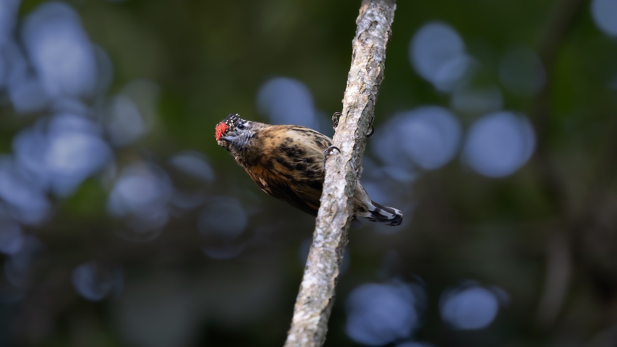 Mottled Piculet - ML638292822