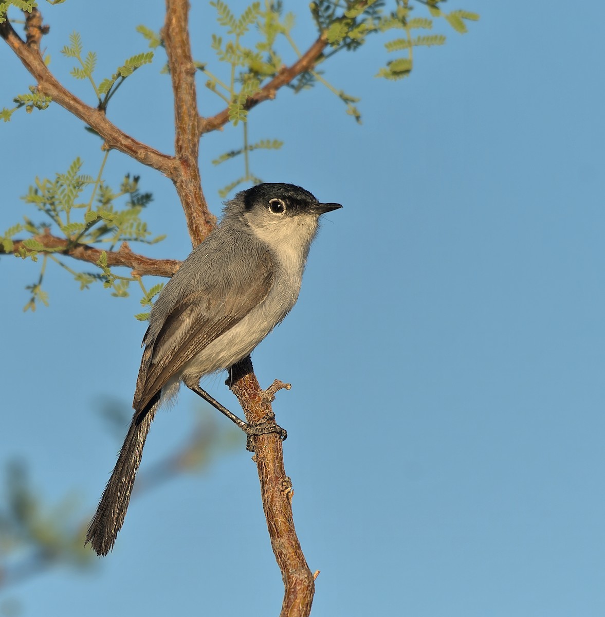 Black-tailed Gnatcatcher - ML638292823