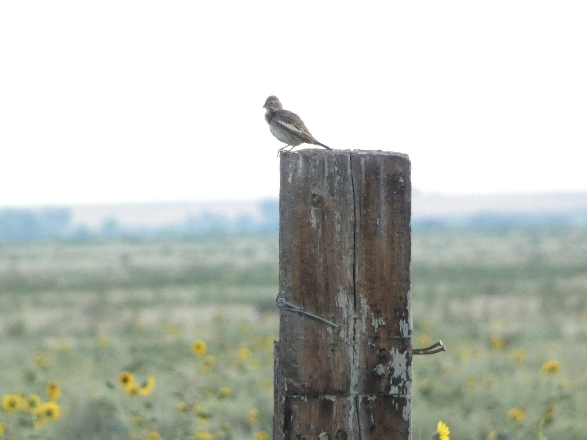 Lark Bunting - ML638292825