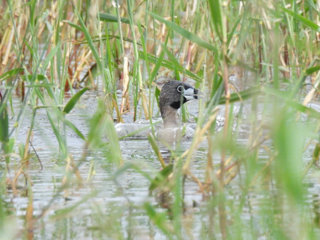 Pied-billed Grebe - ML638292826