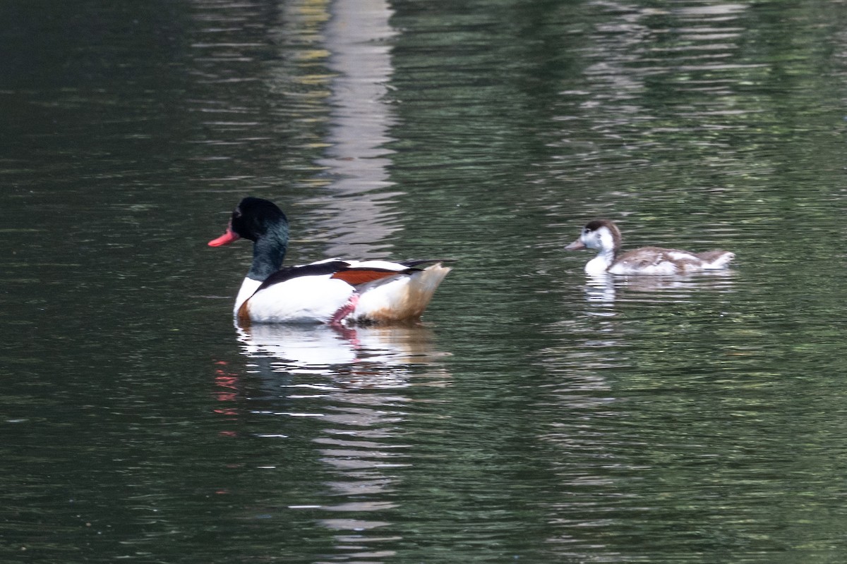 Common Shelduck - ML638292847