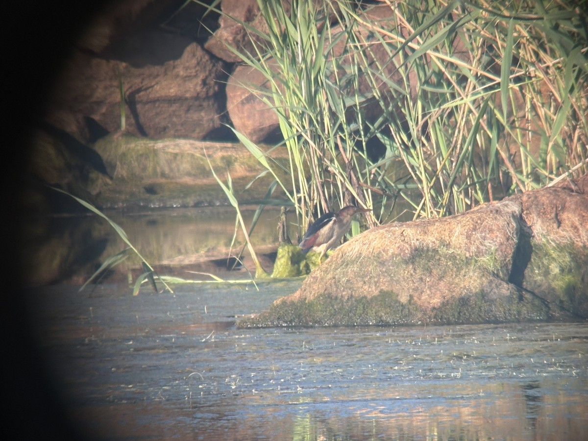 Least Bittern - ML638292852