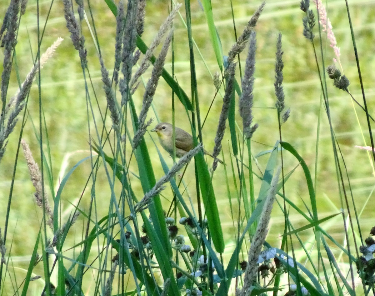 Common Yellowthroat - ML638292855