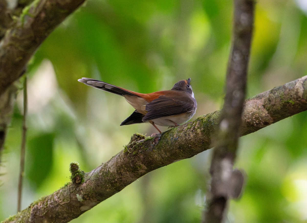 Australian Rufous Fantail - ML638292858