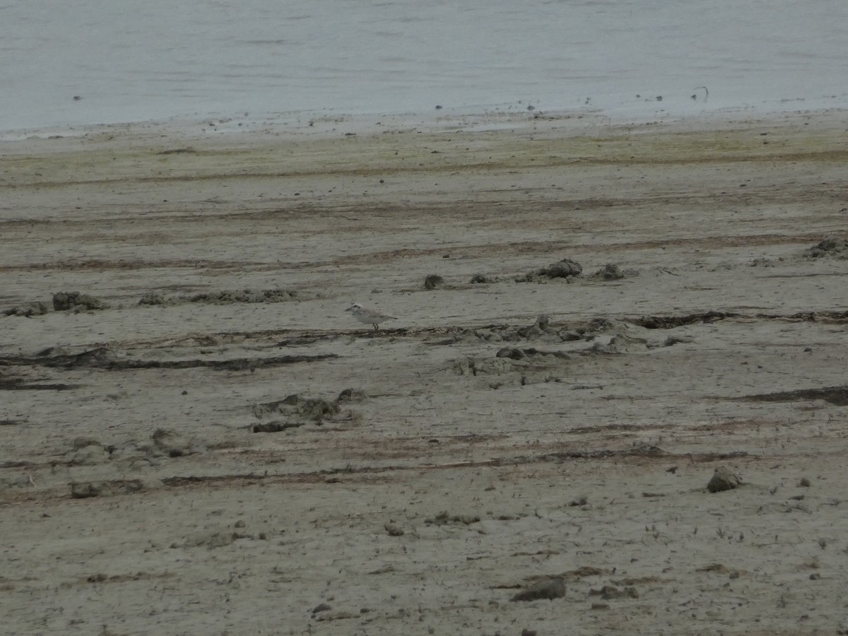 Snowy Plover - ML638292860