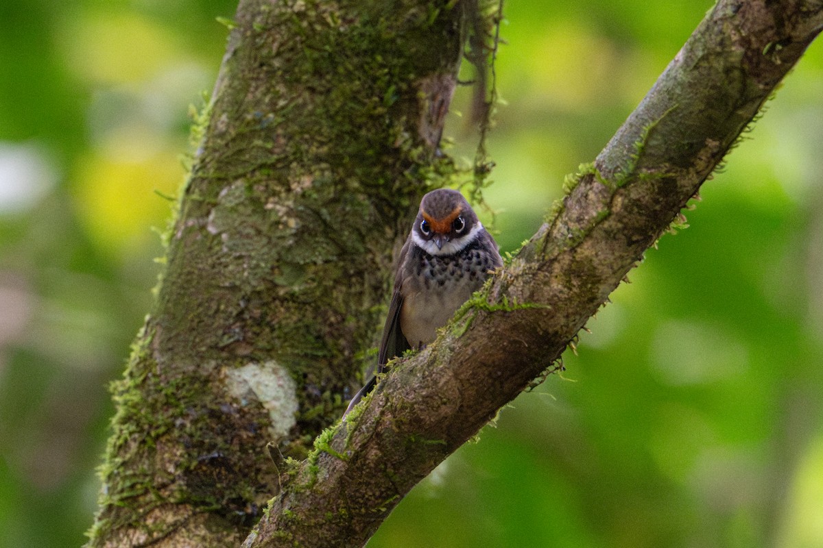 Australian Rufous Fantail - ML638292861