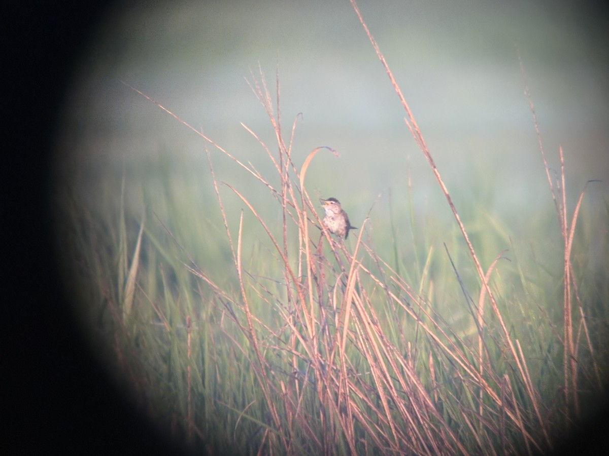 Marsh Wren - ML638292863