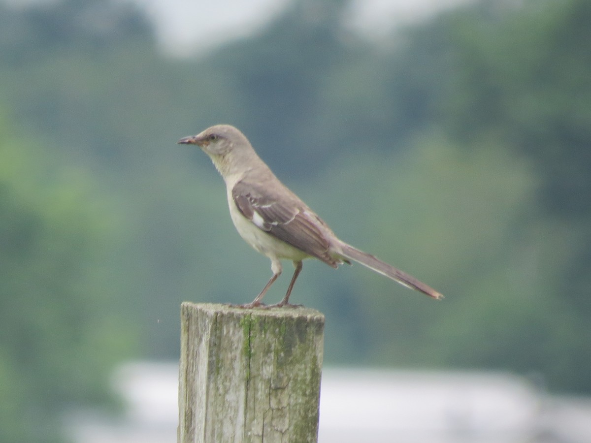 Northern Mockingbird - ML638292867
