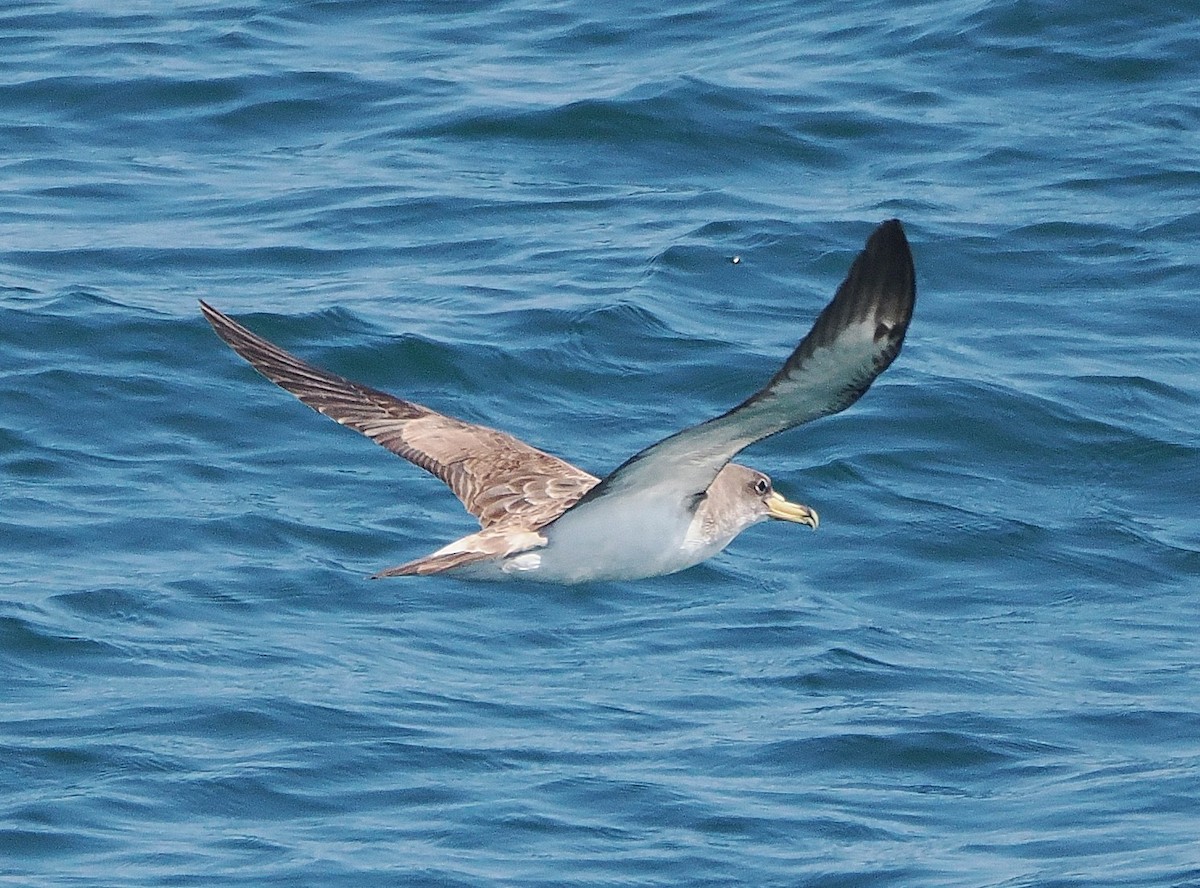 Cory's Shearwater - ML638292868