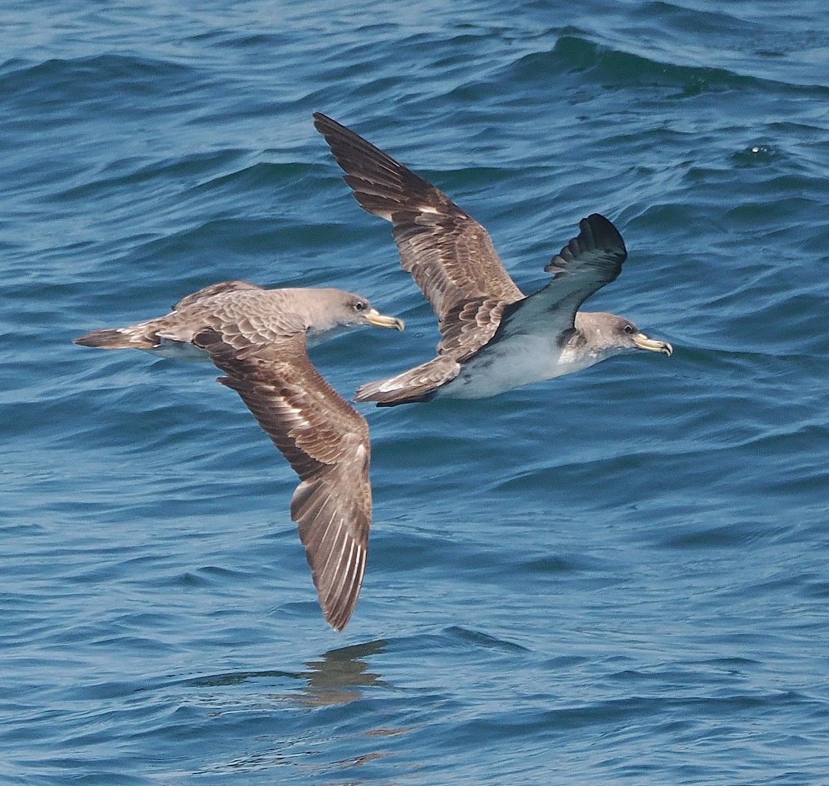 Cory's Shearwater - ML638292869