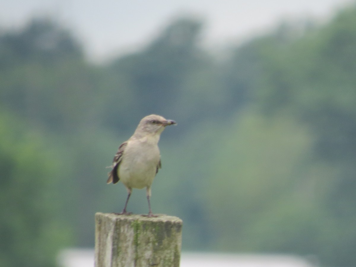Northern Mockingbird - ML638292871