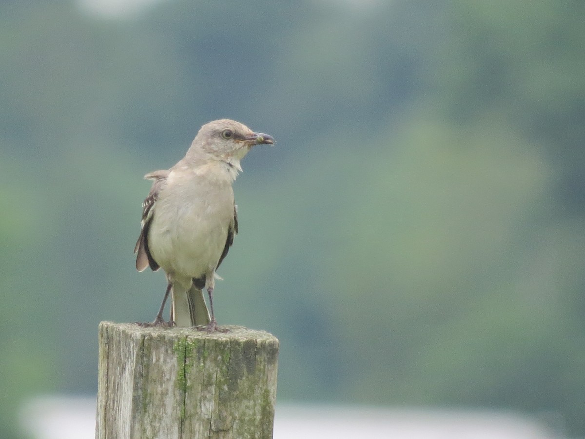 Northern Mockingbird - ML638292876