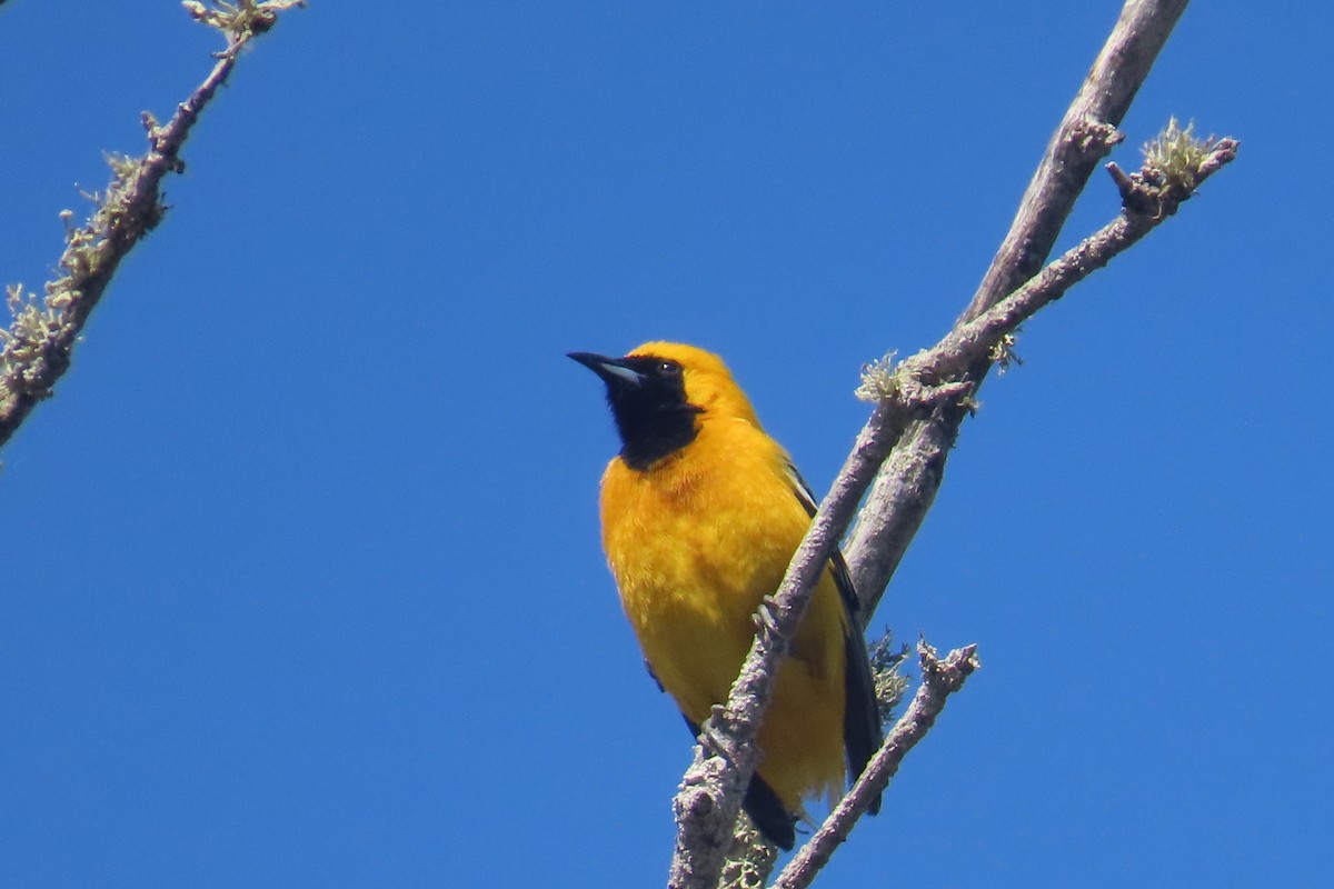 Hooded Oriole - ML638292879