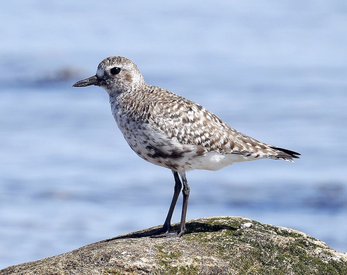 Black-bellied Plover - ML638292884
