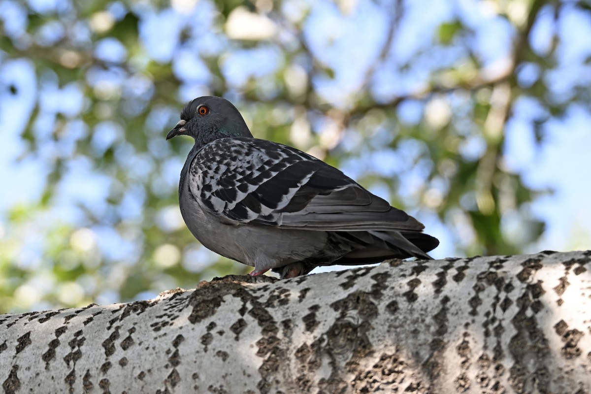 Rock Pigeon (Feral Pigeon) - ML638292886