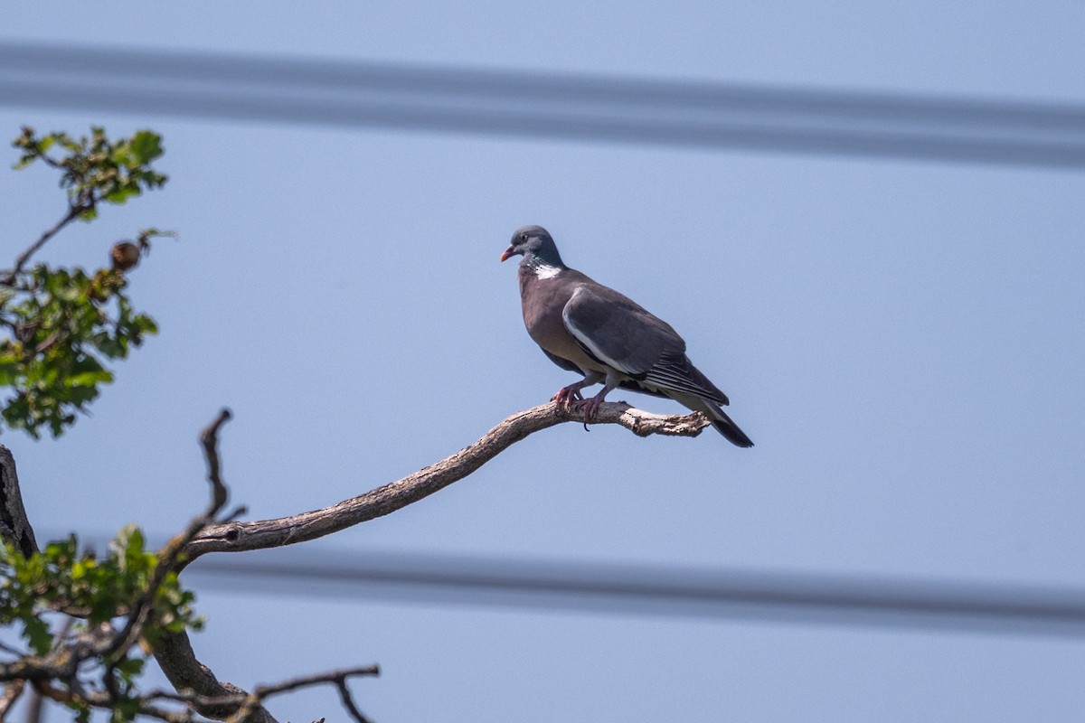 Common Wood-Pigeon - ML638292896