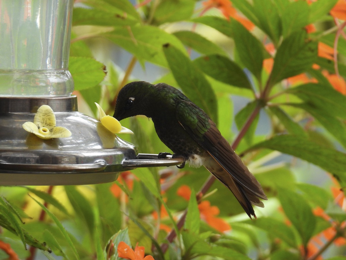 Buff-tailed Coronet - ML638292899