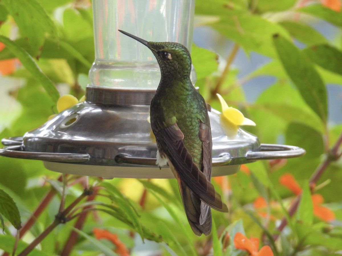 Buff-tailed Coronet - ML638292900