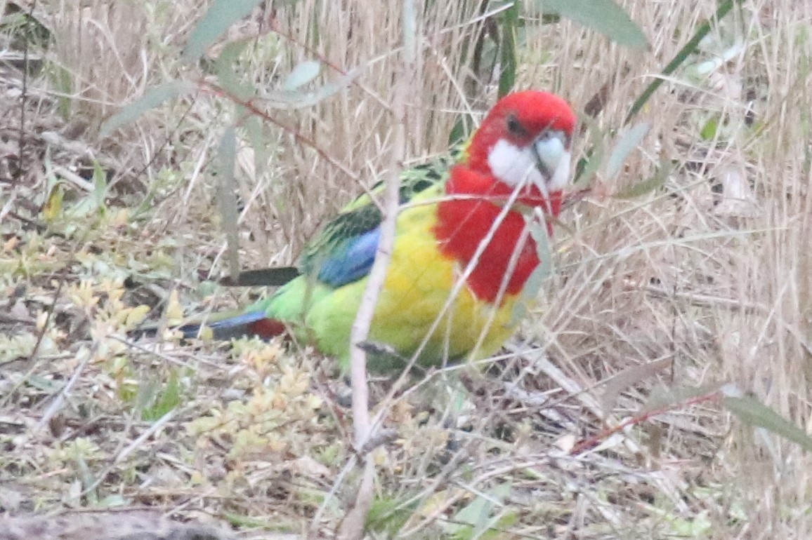 ナナクサインコ - ML638292901