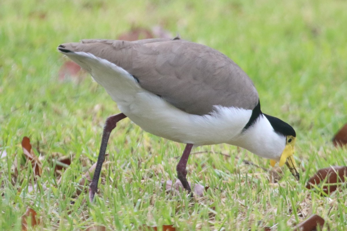 Masked Lapwing - ML638292905