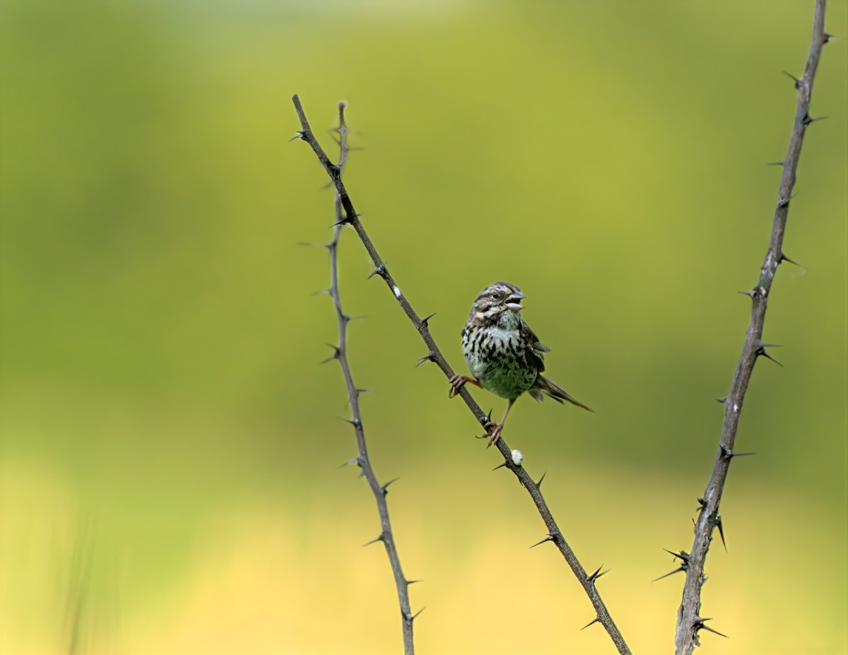 Song Sparrow - ML638292913