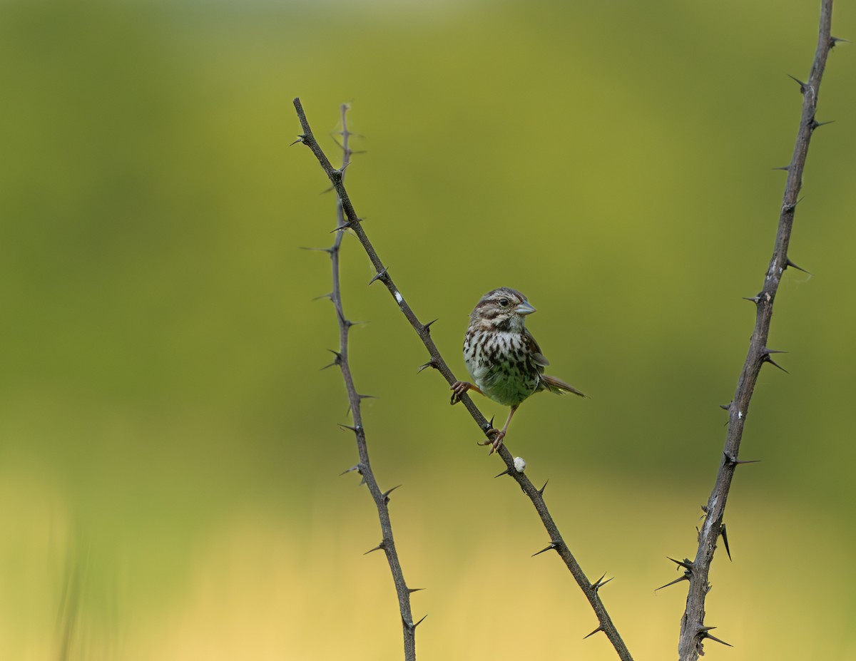 Song Sparrow - ML638292914