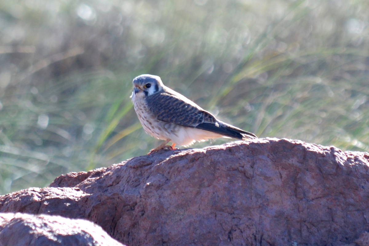 poštolka pestrá - ML638292916