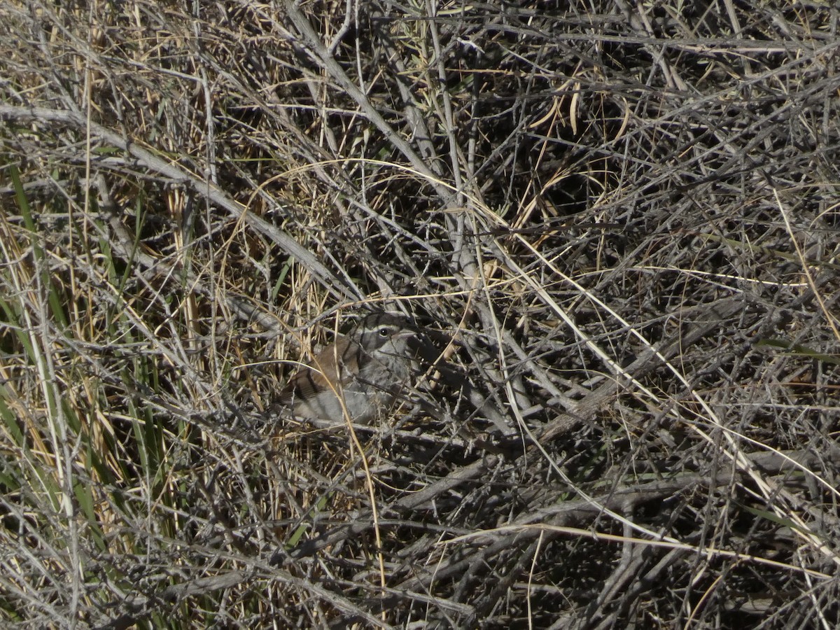Black-throated Sparrow - ML638292925