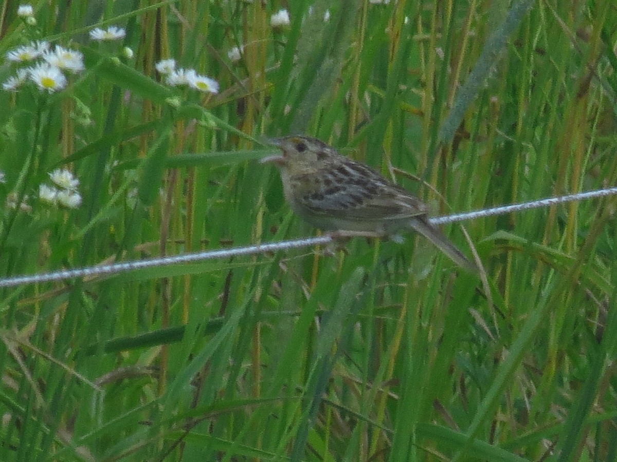 Grasshopper Sparrow - ML638292927