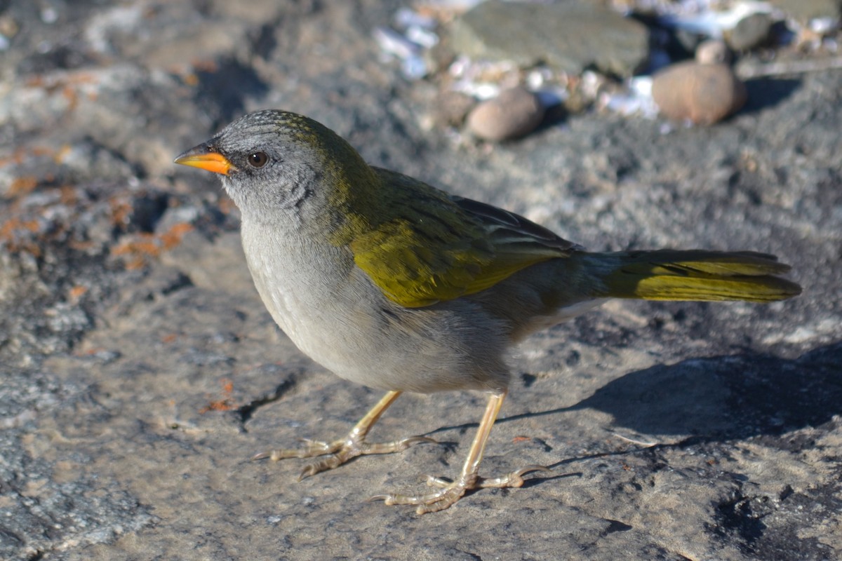 Great Pampa-Finch - ML638292933