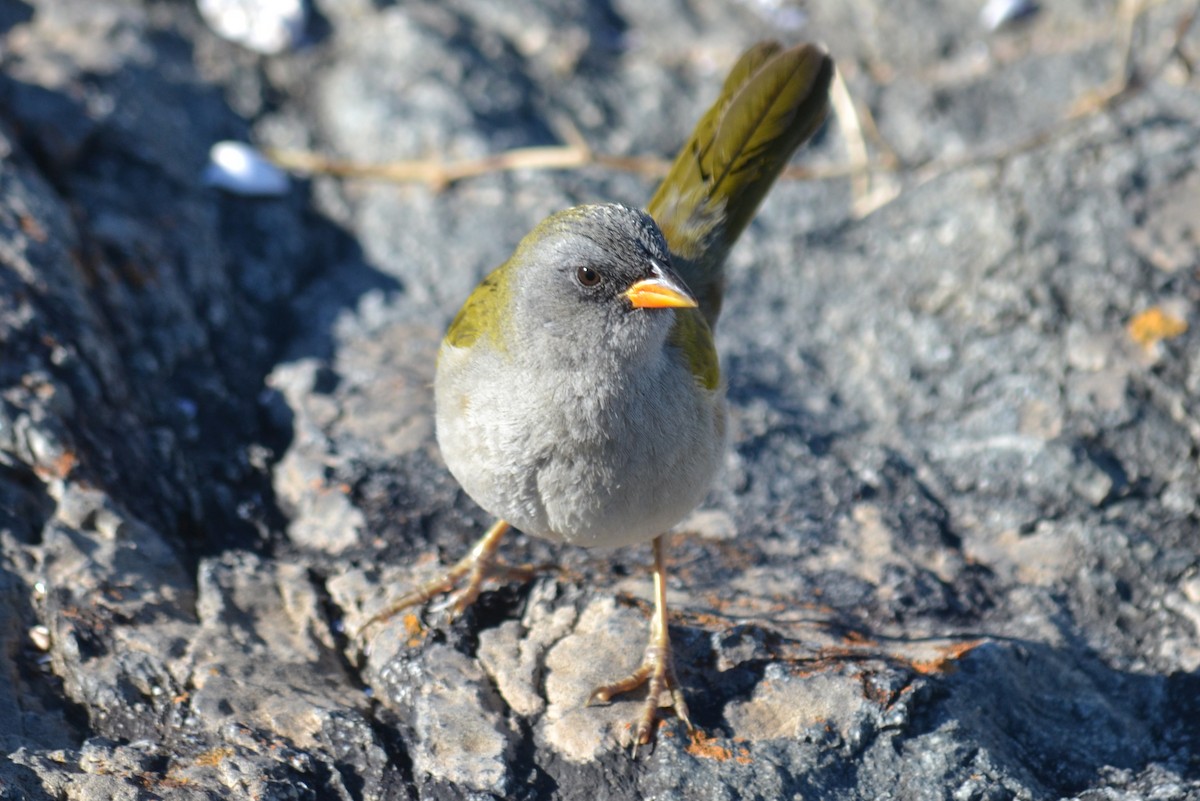 Great Pampa-Finch - ML638292934