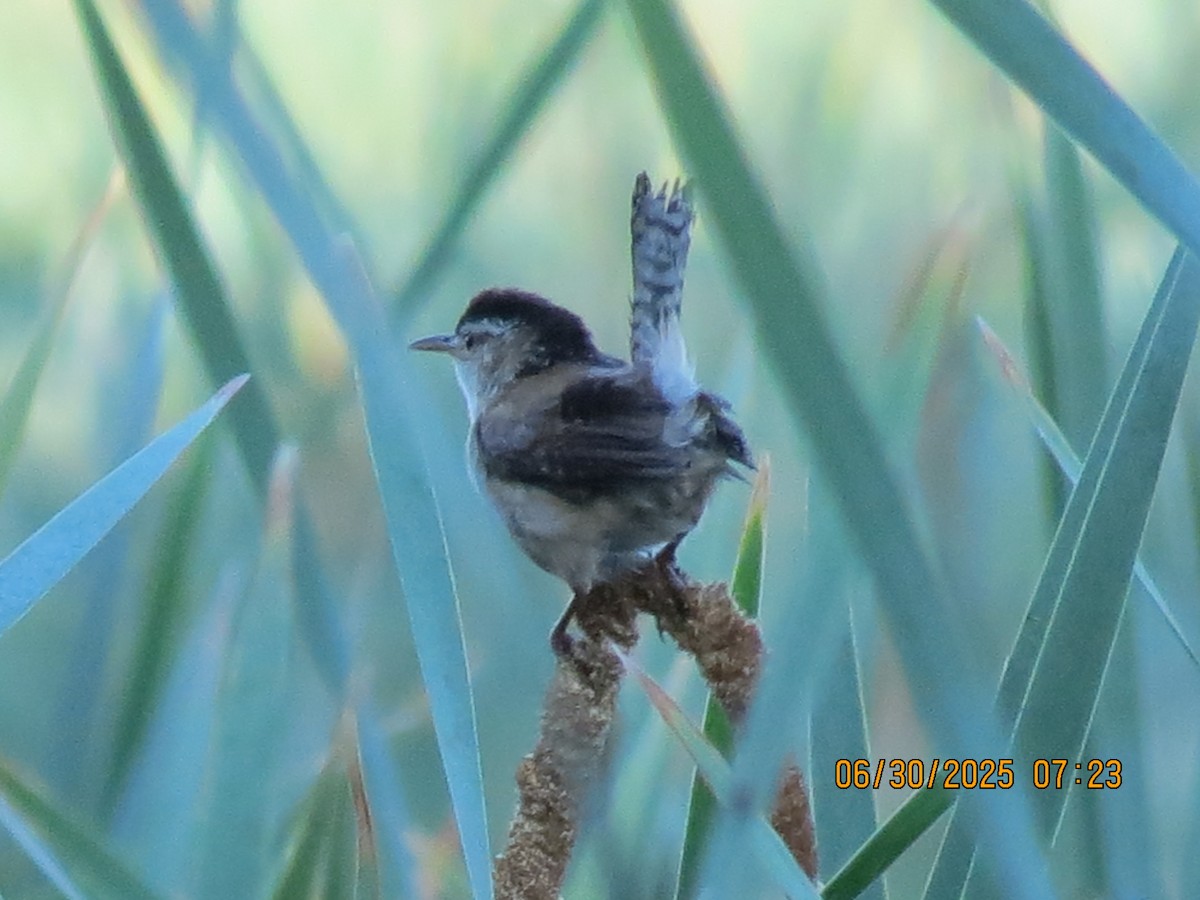 Marsh Wren - ML638292936