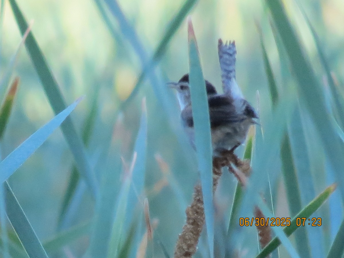 Marsh Wren - ML638292937