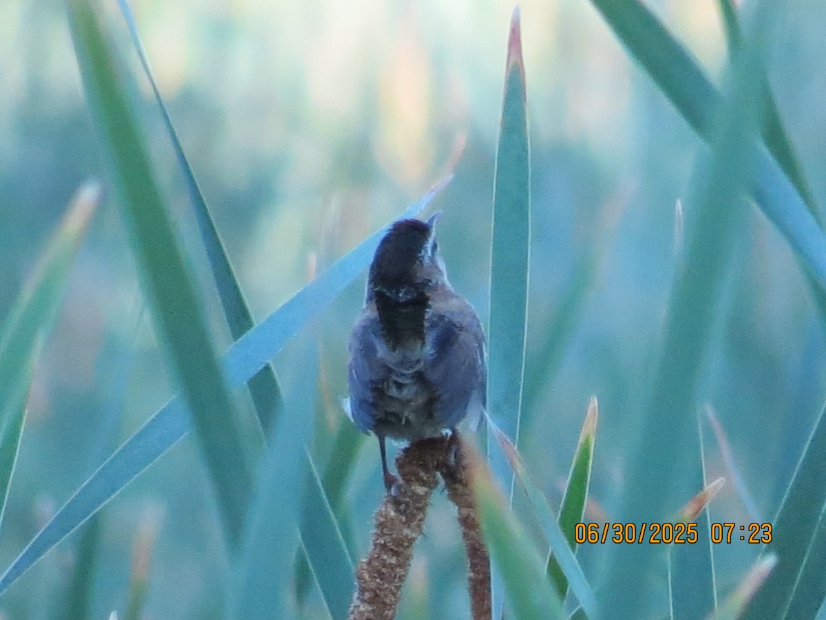 Marsh Wren - ML638292938