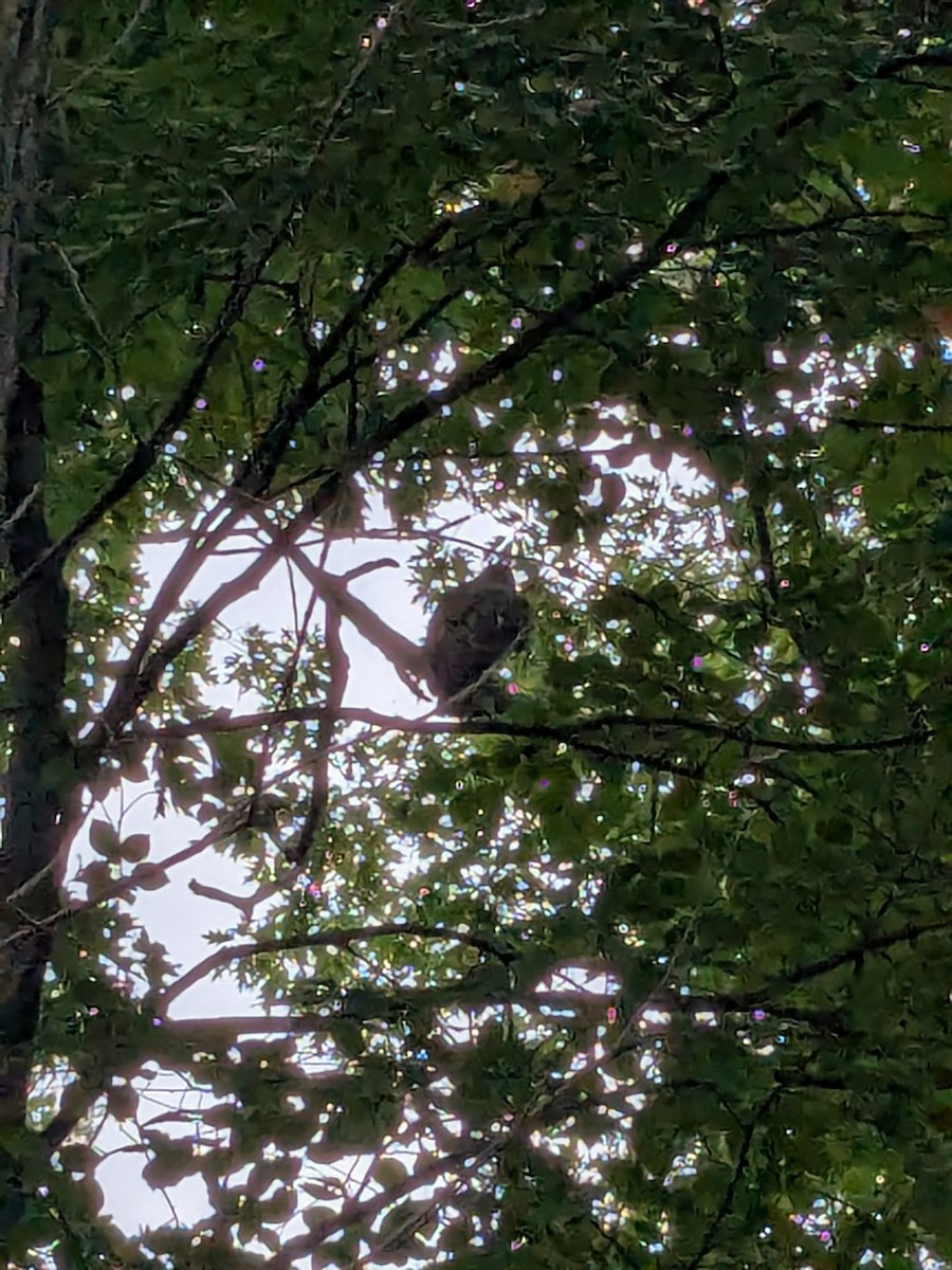 Bald Eagle - ML638292958