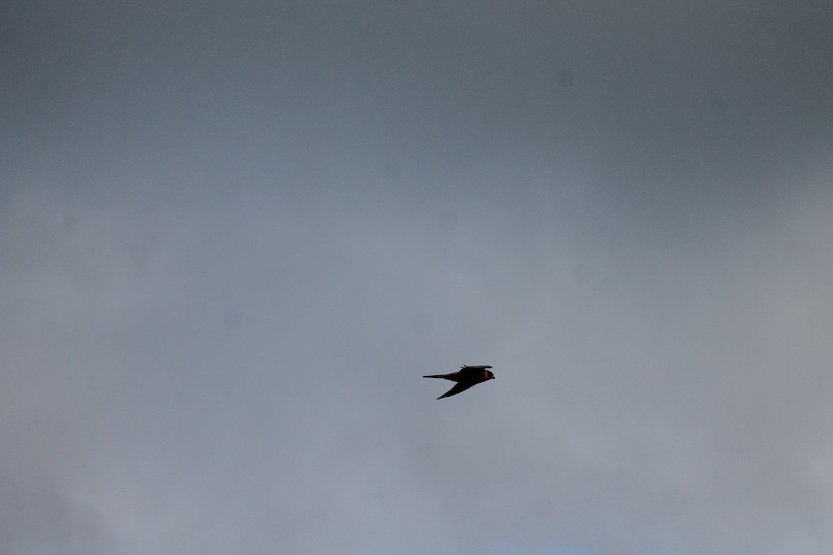 ostříž australský - ML638292959