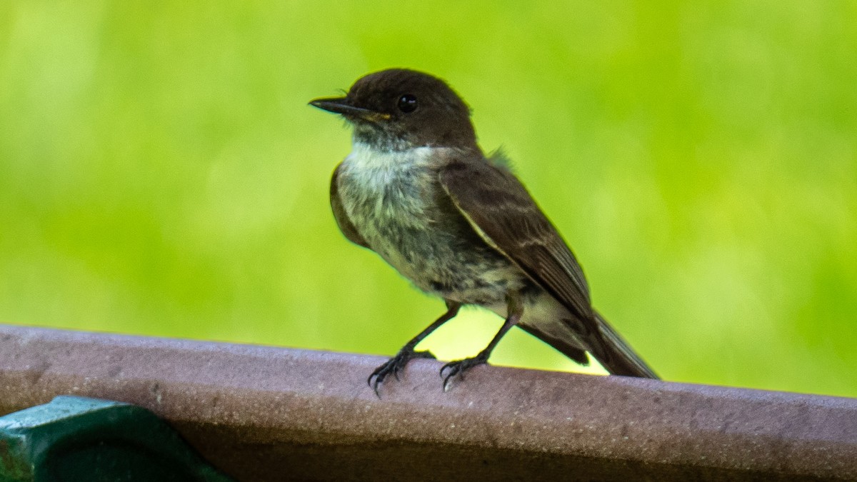 Eastern Phoebe - ML638292974