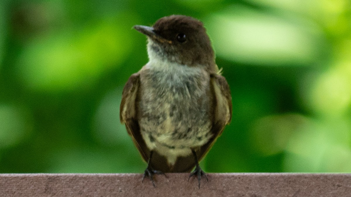 Eastern Phoebe - ML638292975