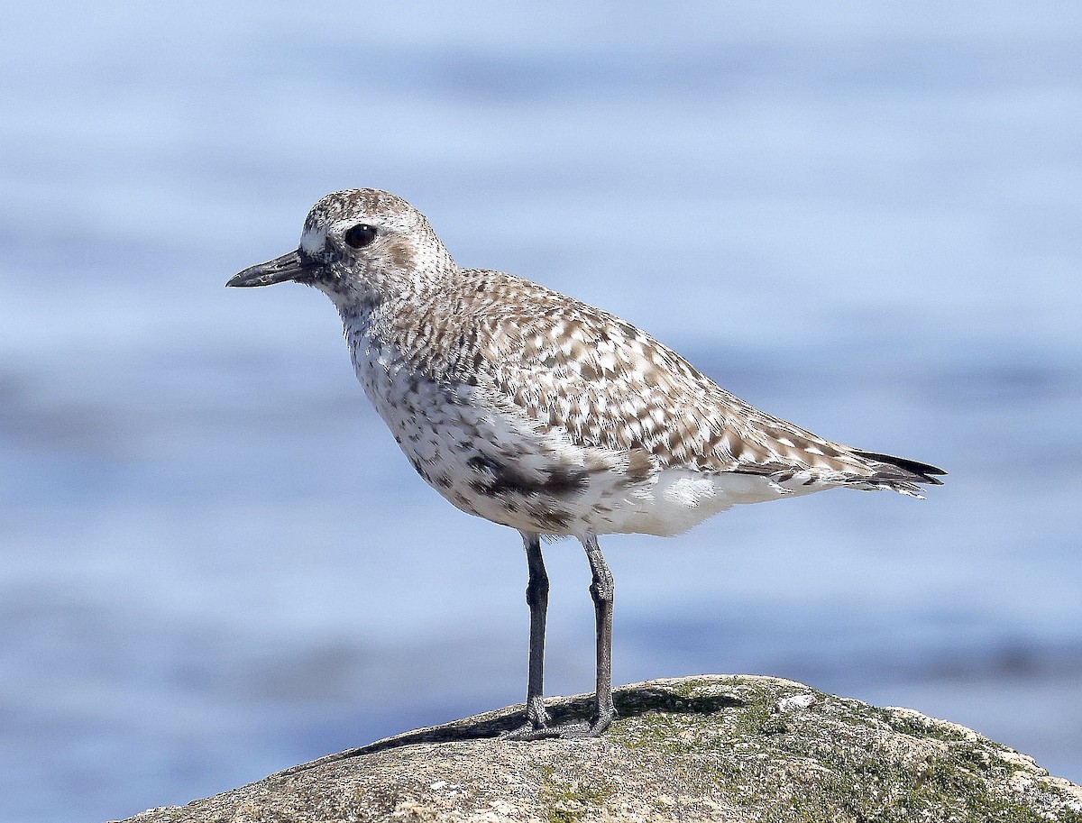 Black-bellied Plover - ML638292978